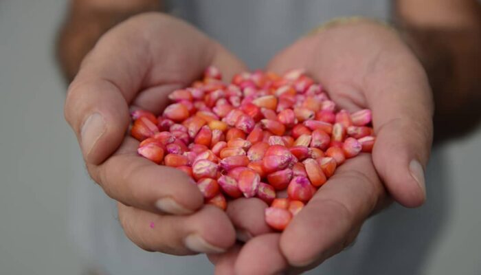 Agricultores de Limoeiro recebem incentivo da prefeitura para o plantio