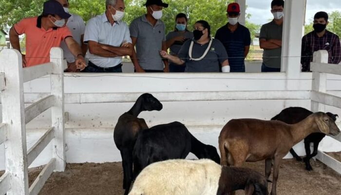 Em Limoeiro, curso de caprinocultura oportuniza geração de renda no campo