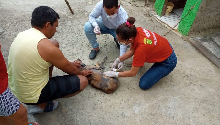 Vigilância Ambiental de Limoeiro promove ações de controle de Leishmaniose