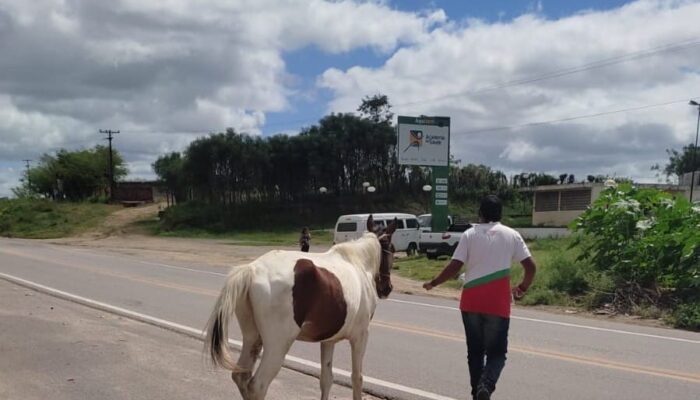 Trabalho de apreensão de animais soltos pelas ruas proporciona excelentes resultados para Limoeiro